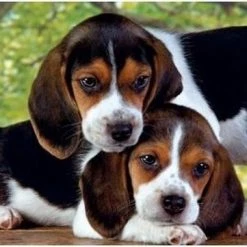 Clementoni Legpuzzel - High Quality Puzzel Collectie - Close Together - 500 Stukjes, Puzzel Volwassenen -Exporteren puzzels winkel 550x361 4