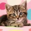 Schmidt Cute Kitten, 100 Stukjes - Puzzel - 6+