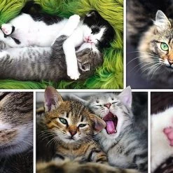 Trefl 26145 Puzzel Legpuzzel 1500 Stuk(s) Dieren