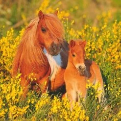 Ravensburger Puzzel Shetland Pony's - Legpuzzel - 100XXL Stukjes -Exporteren puzzels winkel 550x403