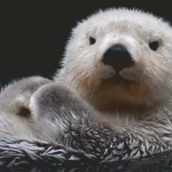 Ravensburger Puzzel Schattige Kleine Otter - Legpuzzel - 500 Stukjes -Exporteren puzzels winkel 550x404 22