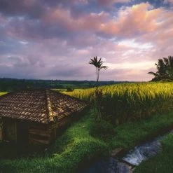 Ravensburger Puzzel Rijstvelden In Bali - Legpuzzel - 500 Stukjes -Exporteren puzzels winkel 550x404 24